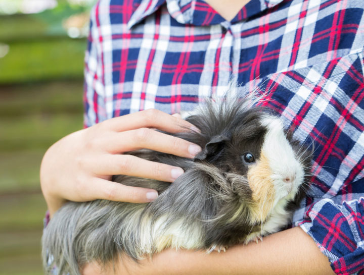 Jeffersonville Small Animal Veterinarian